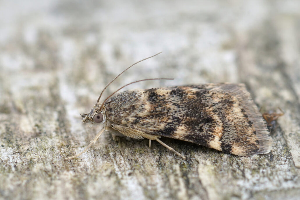 Top 6 House Bug Identification Apps 11 41698