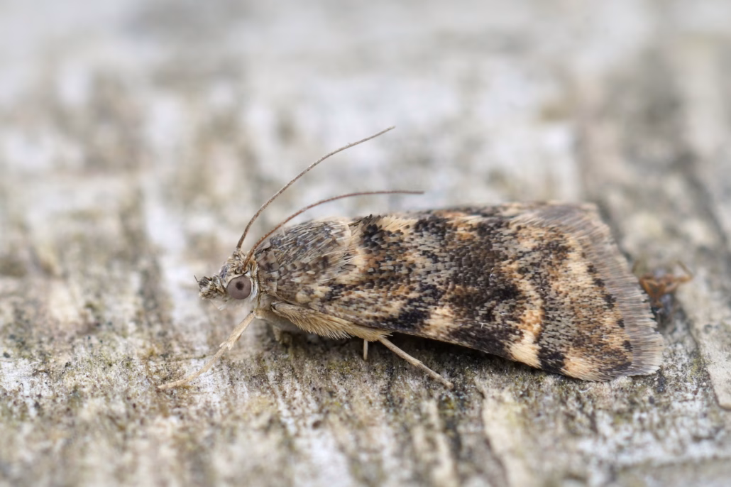 Top 6 House Bug Identification Apps 1 41698